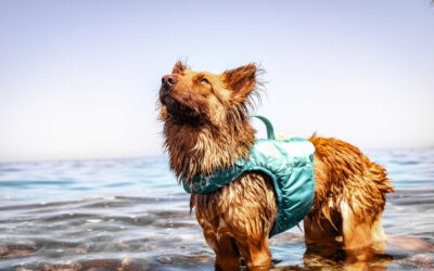 Schwimmwesten für Hunde